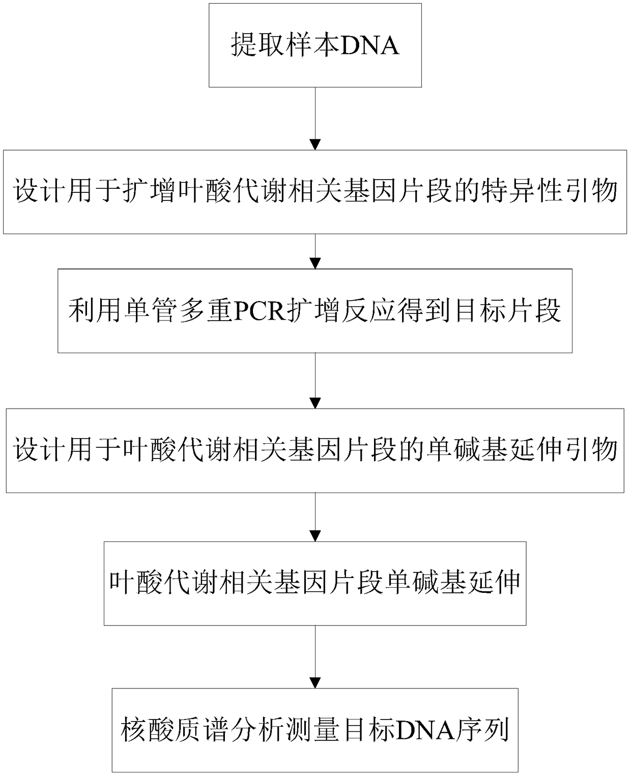 Detection method and detection kit for folic acid metabolism-related gene mutation loci