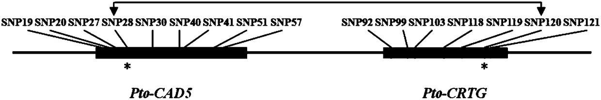 Method and system for analyzing interaction relationship between populus tomentosa LncRNA Pto-CRTG and target gene Pto-CAD5 thereof by utilizing epistasis