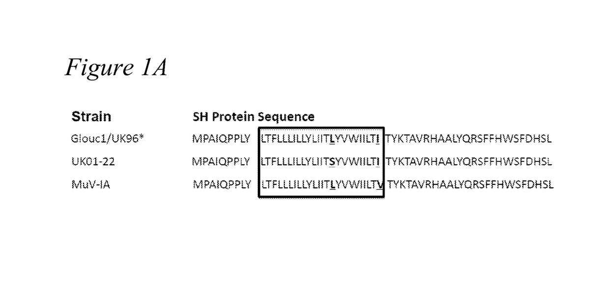 Recombinant mumps virus vaccine