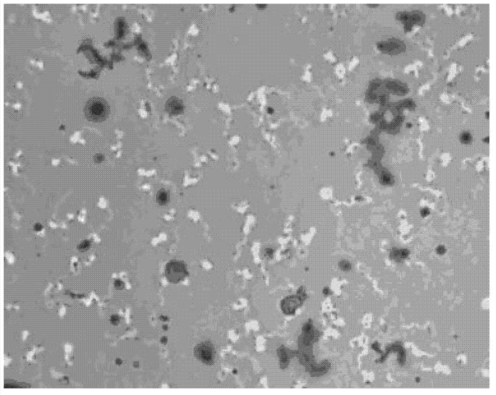 Vibrio qinghaiensis Q67B and separation, screening and application thereof