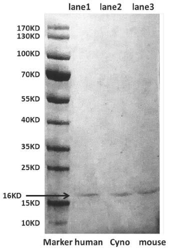 Anti-alpha-synuclein monoclonal antibody and application thereof