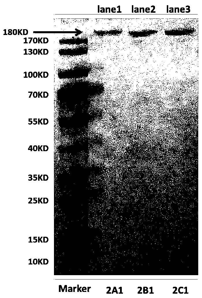 Anti-alpha-synuclein monoclonal antibody and application thereof