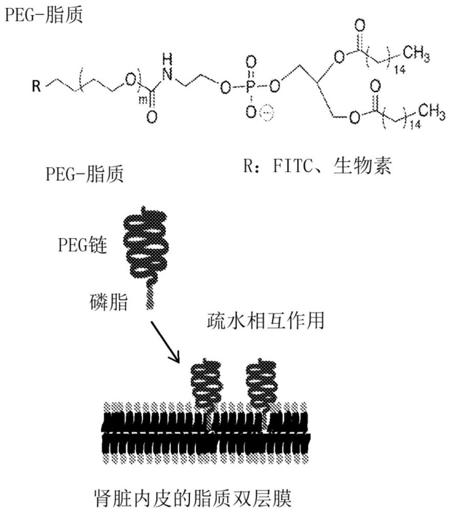 Ex vivo organ treatment with peg-phospholipid molecules