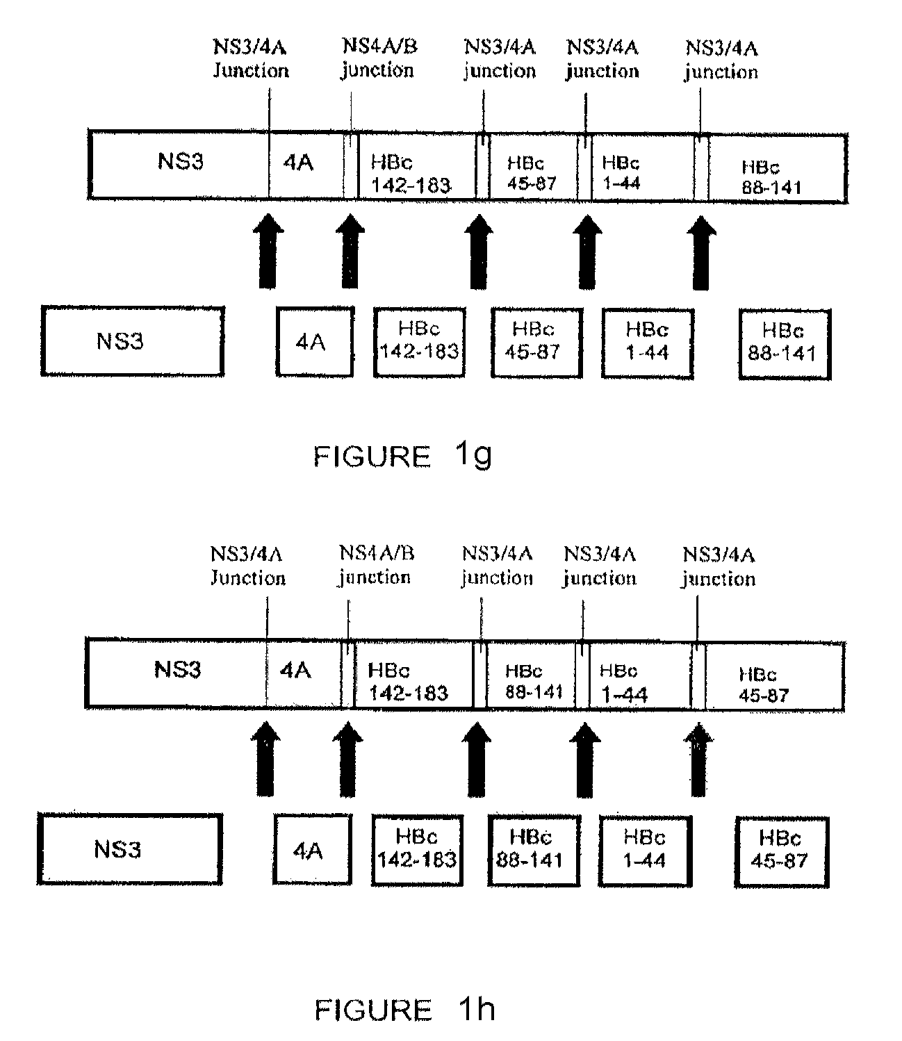 Compositions and methods that enhance an immune response