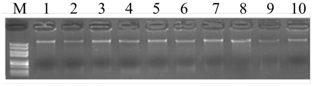 Identification method of Tan sheep-derived components