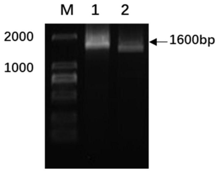 Anti-rabies virus G protein scFv20 antibody and application thereof