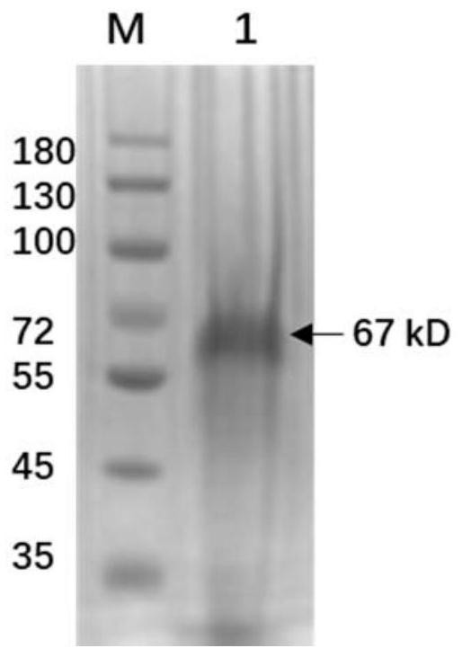 Anti-rabies virus G protein scFv20 antibody and application thereof