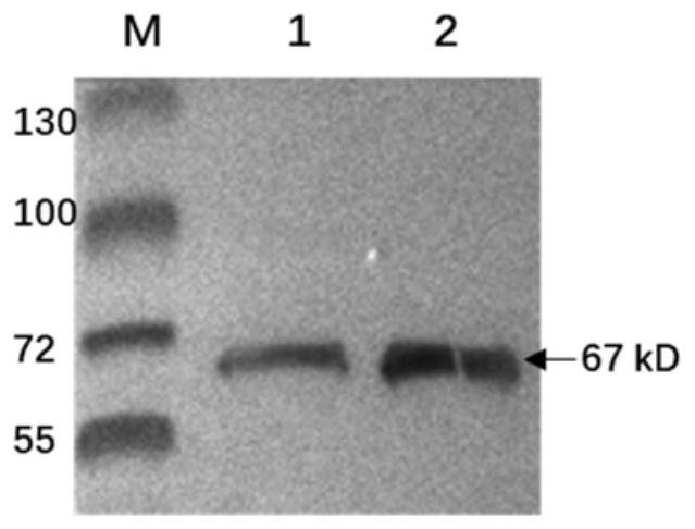 Anti-rabies virus G protein scFv20 antibody and application thereof