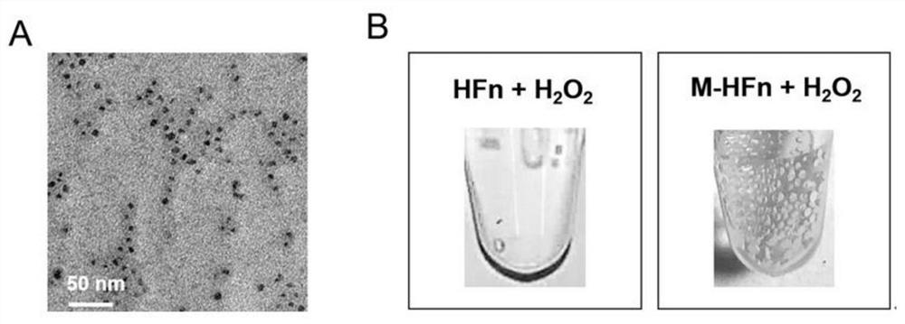 Novel reagent and method for treating malignant cerebral malaria