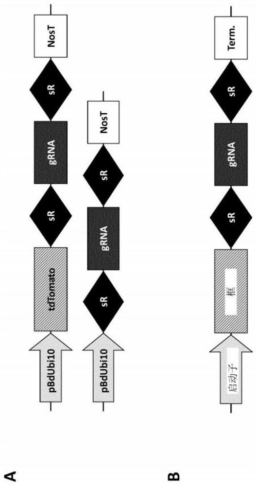 Optimized plant CRISPR/CPF1 systems