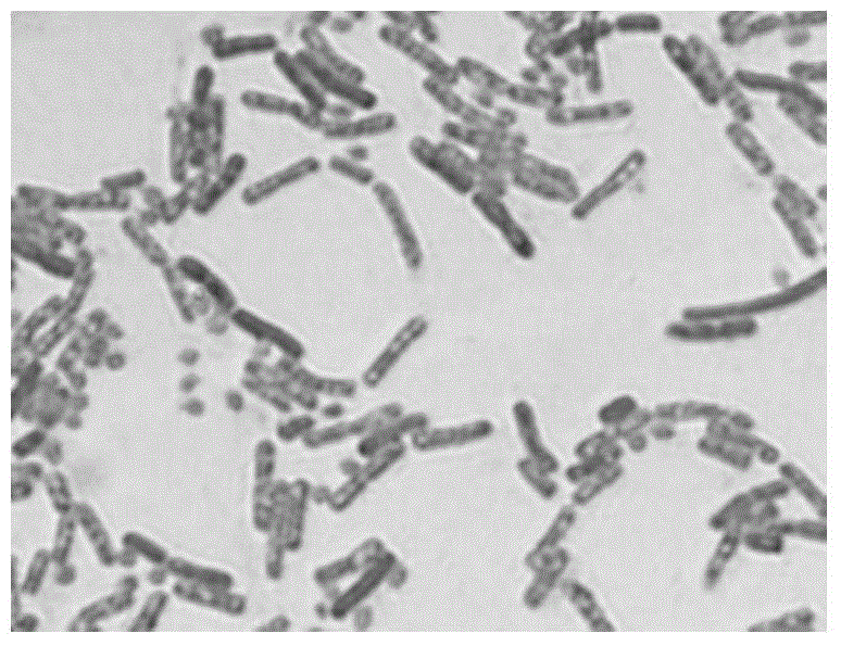 Bacillus megaterium strain X3 and preparation method and application thereof