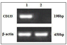 Magnetic bead immunodetection kit for human colorectal cancer tumor stem cell markers CD44 and CD133