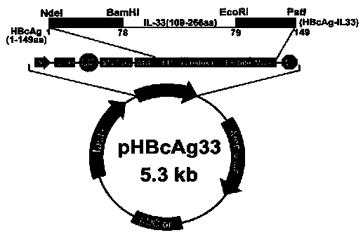 Method for constructing IL-33 presentation VLP (Virus-Like Particle) vaccine used in active immunotherapy of chronic asthma