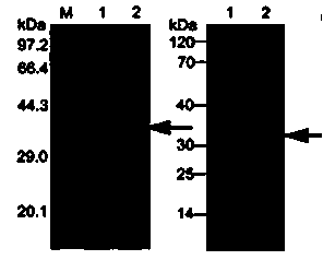 Method for constructing IL-33 presentation VLP (Virus-Like Particle) vaccine used in active immunotherapy of chronic asthma