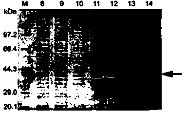 Method for constructing IL-33 presentation VLP (Virus-Like Particle) vaccine used in active immunotherapy of chronic asthma