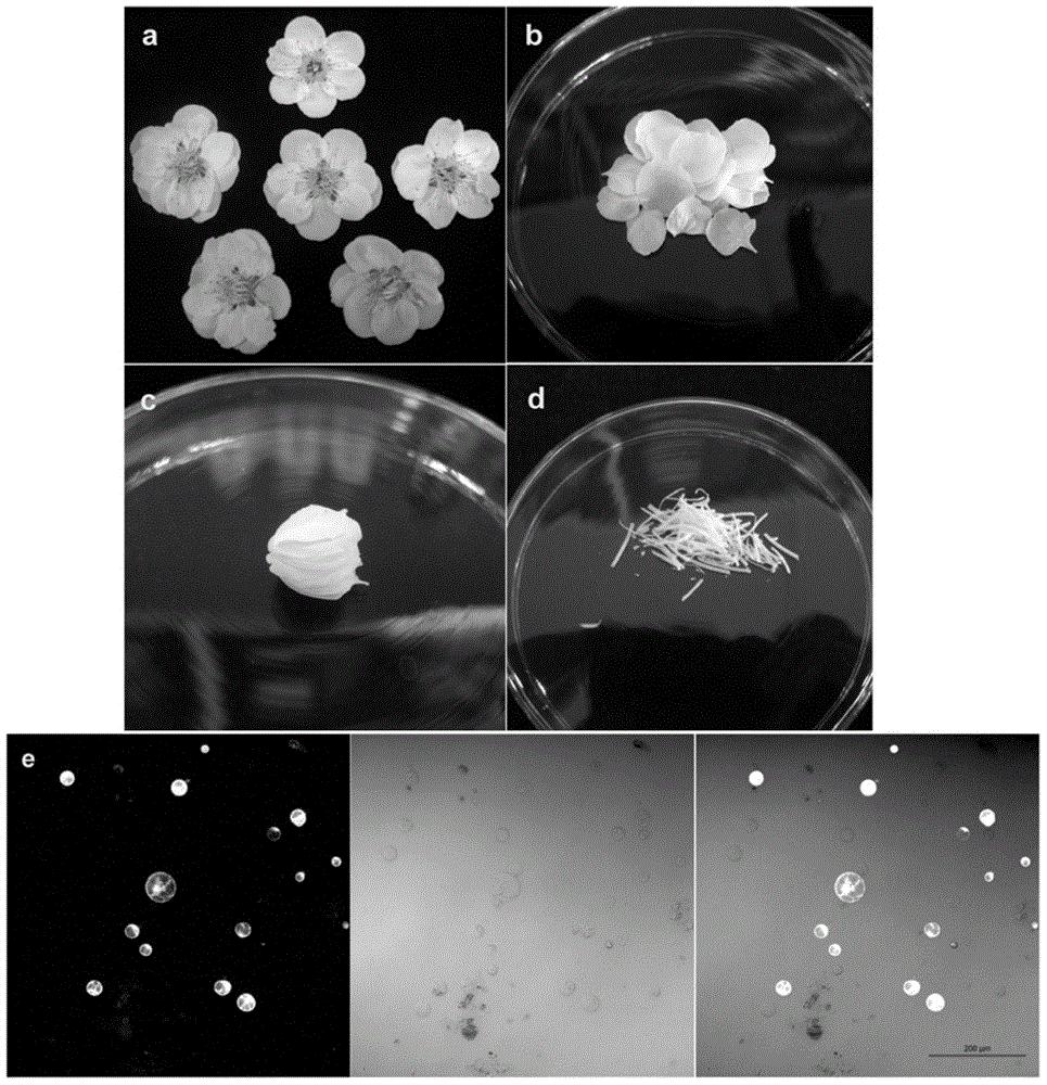 Method for expressing proteins by using plant petal cell protoplast