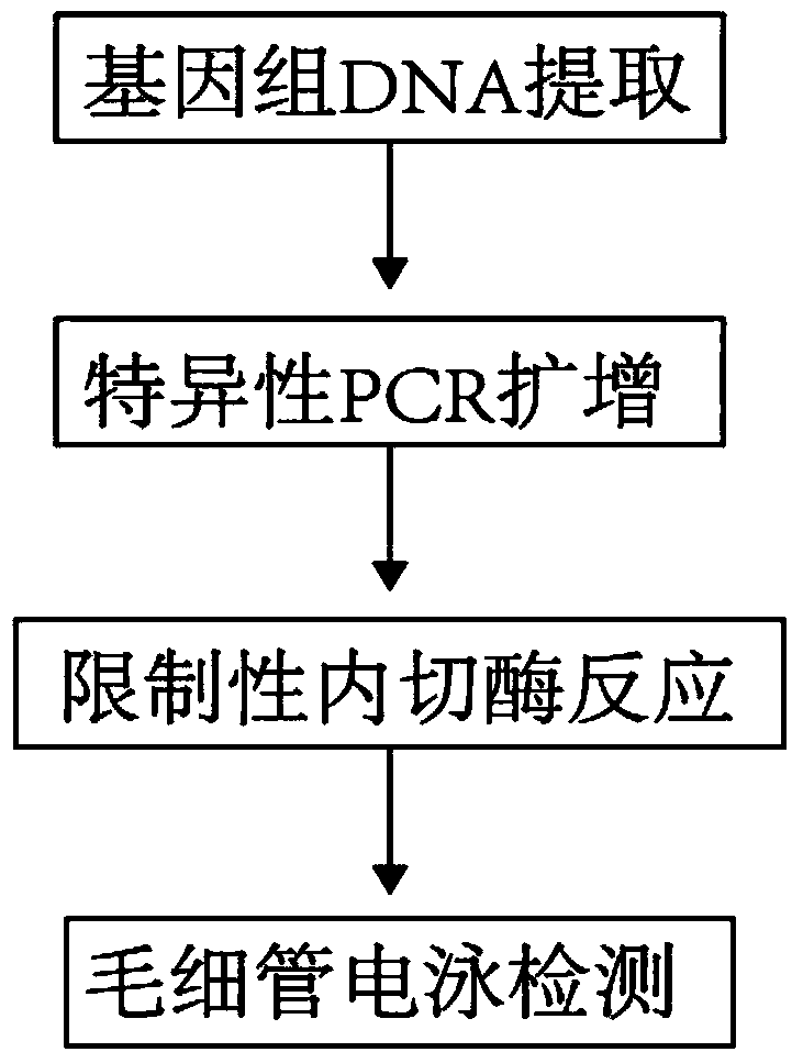 Mutation detection kit for Parkinson disease and leukoaraiosis and detection method thereof