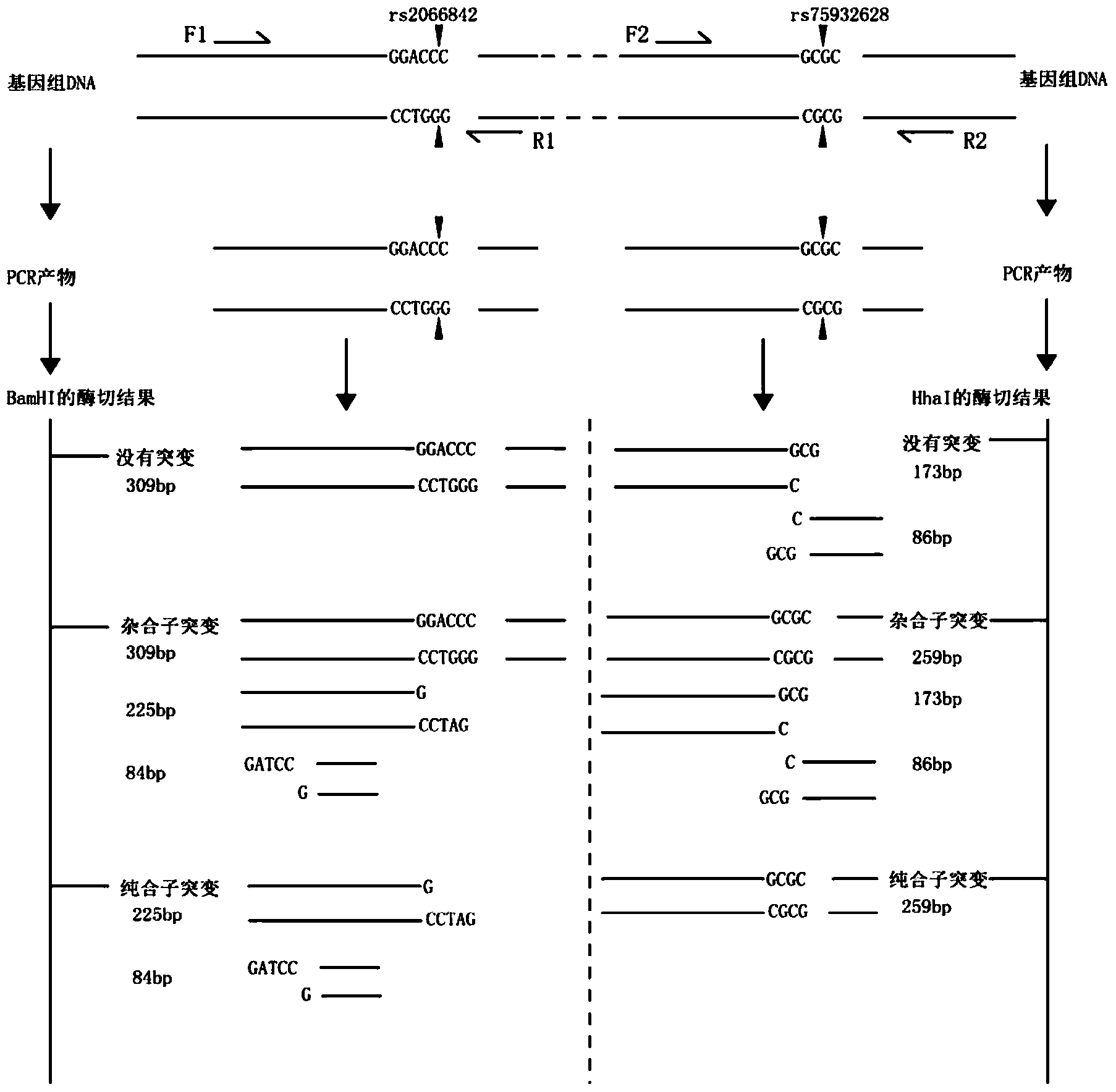 Mutation detection kit for Parkinson disease and leukoaraiosis and detection method thereof