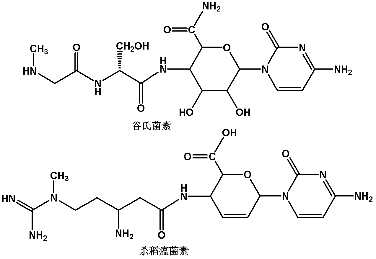 Protein system associated with biosynthesis of gougerotin, and encoding ...