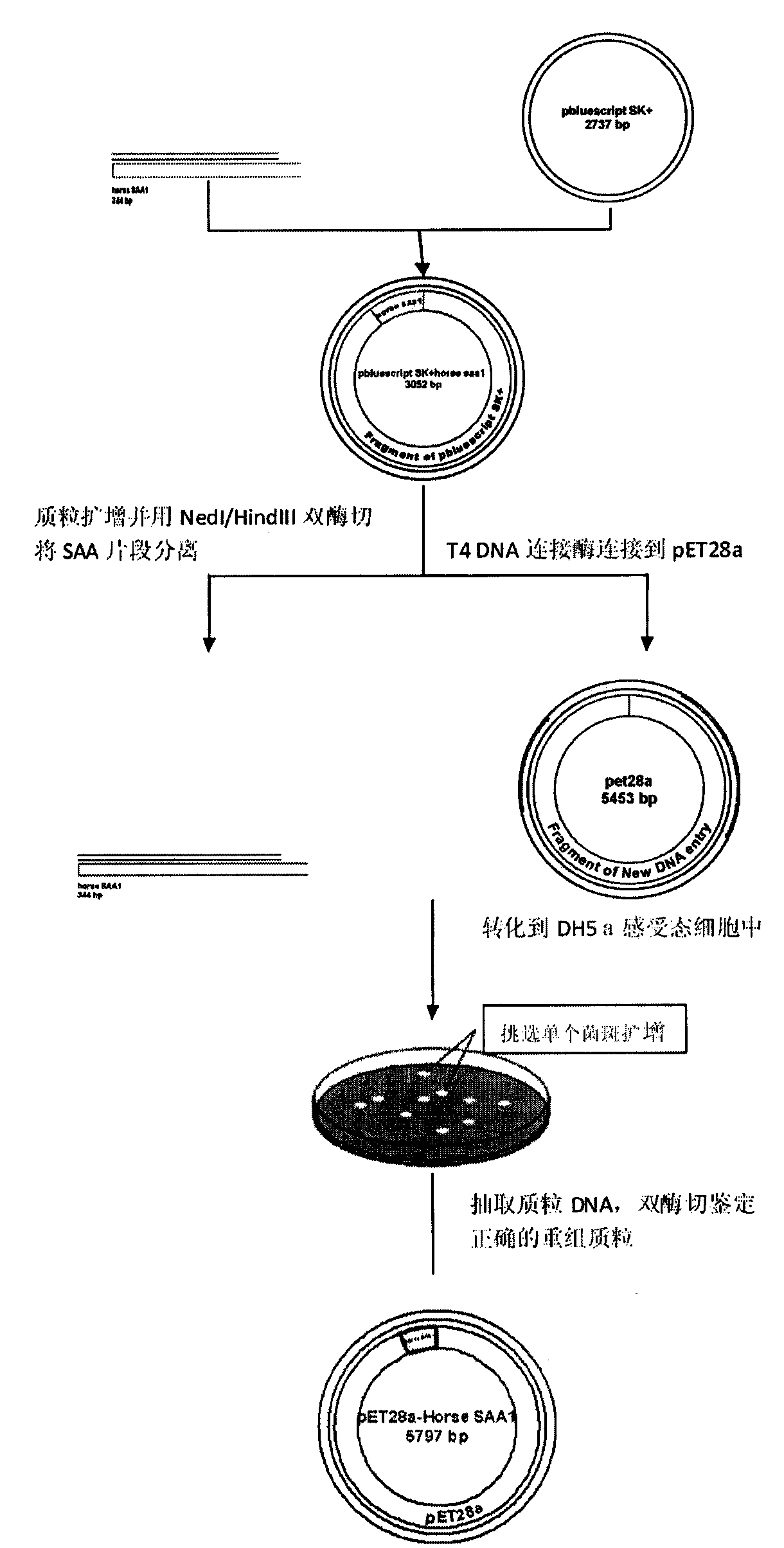 Preparation method of horse serum amyloid protein A1 and expression vector and genetic engineering bacteria thereof