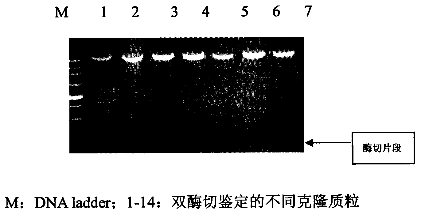 Preparation method of horse serum amyloid protein A1 and expression vector and genetic engineering bacteria thereof