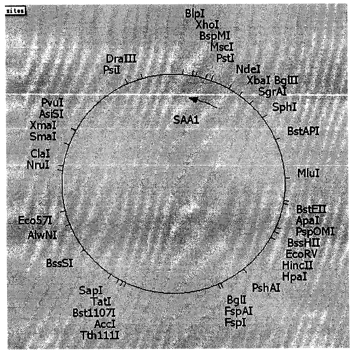 Preparation method of horse serum amyloid protein A1 and expression vector and genetic engineering bacteria thereof