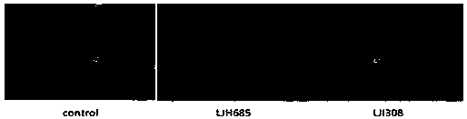 Application of RSK signal channel inhibitors to restraining chlamydia trachomatis infection