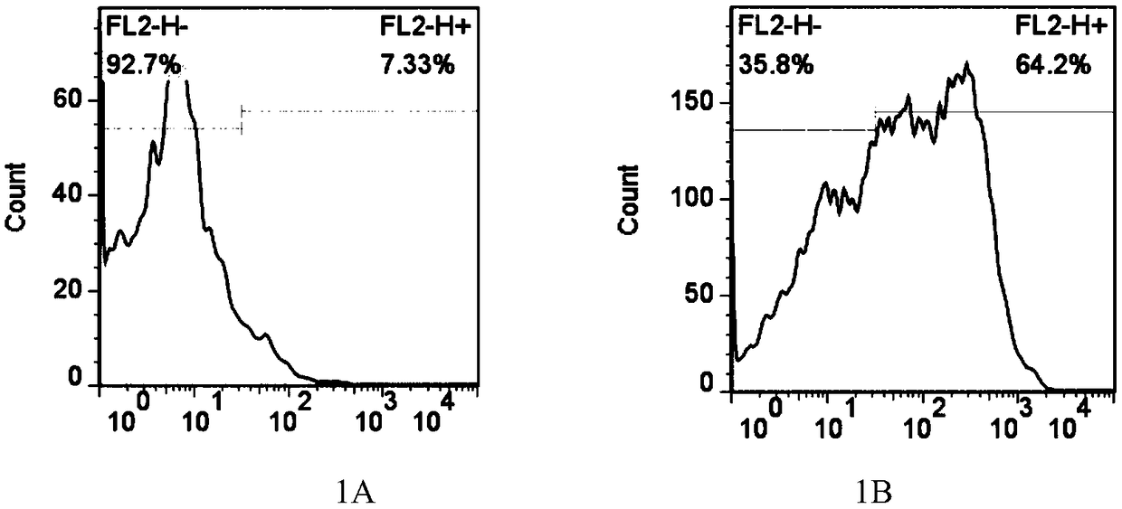 MRFFT1 cell