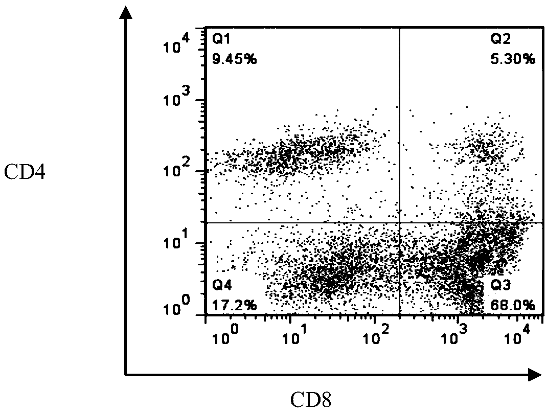 MRFFT1 cell