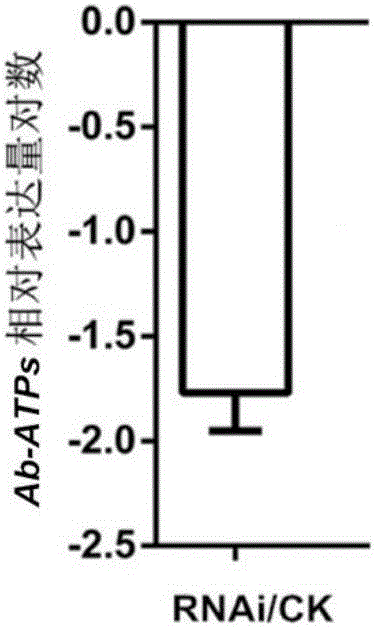 ATP synthetase gene for prevention and control of aphelenchoides besseyi christie, and primers and application thereof