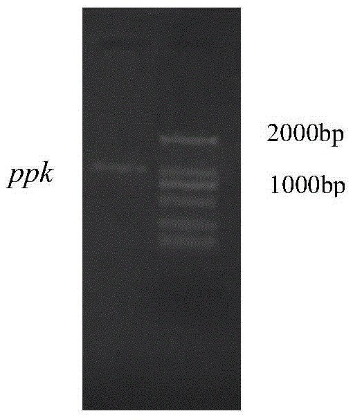 Method for regenerating ATP(adenosine triphosphate) through enzyme method