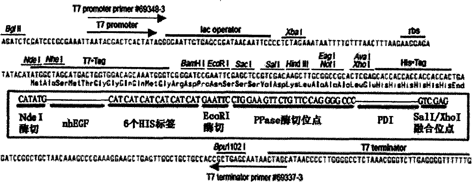 Method for preparing dissolvable high activity recombinant human epidermal growth factor