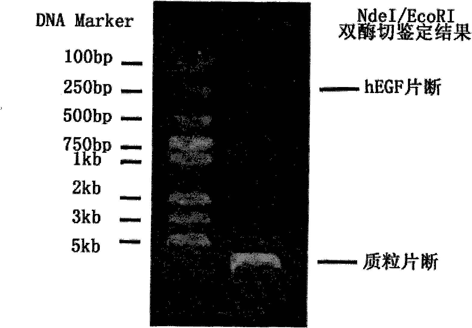 Method for preparing dissolvable high activity recombinant human epidermal growth factor