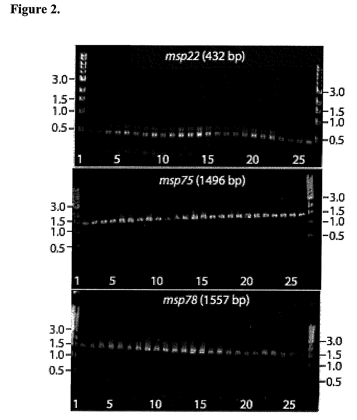 Method for stimulating immune response against Moraxella catarrhalis