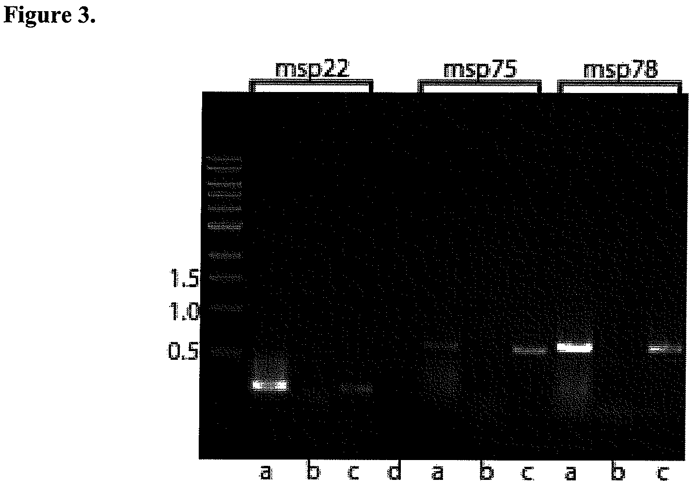 Method for stimulating immune response against Moraxella catarrhalis