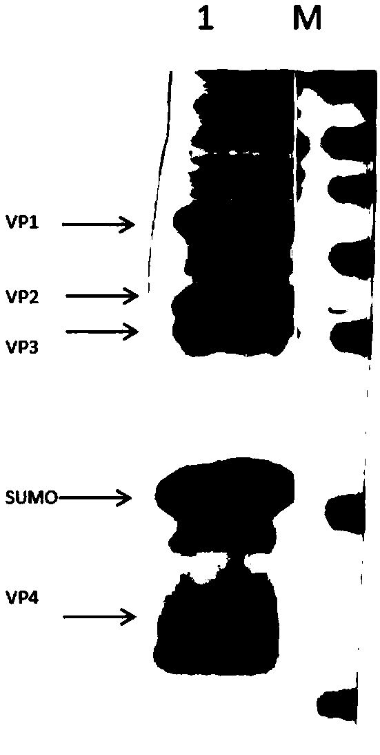 Nucleic acid construct and method for preparing coxsackievirus A16 virus-like particles