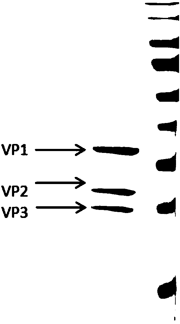 Nucleic acid construct and method for preparing coxsackievirus A16 virus-like particles