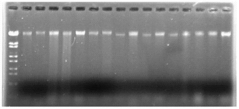 Petroleum pollution marine ecological environment evaluation method based on metagenome technology