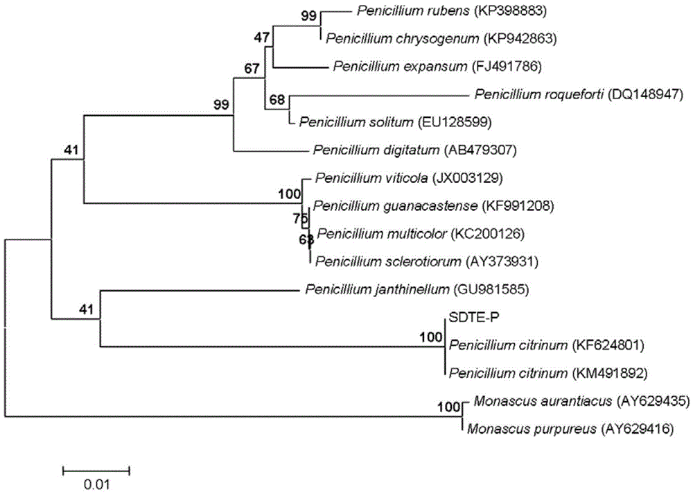 Application of sophora tonkinensis endophytic fungus SDTE-P in preventing and controlling panax notoginseng anthracnose