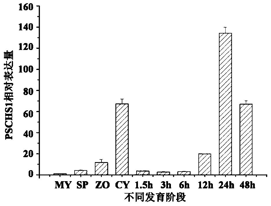 A kind of chitin synthase and its gene and application