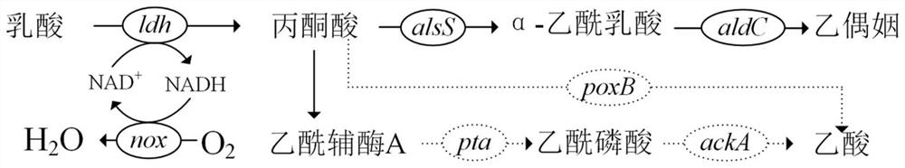 Escherichia coli engineering bacterium for producing acetoin as well as construction method and application of escherichia coli engineering bacterium in whole-cell catalytic production of acetoin