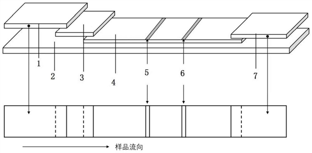 Up-conversion luminescent particle detection card for porcine cysticercosis as well as preparation method and application thereof