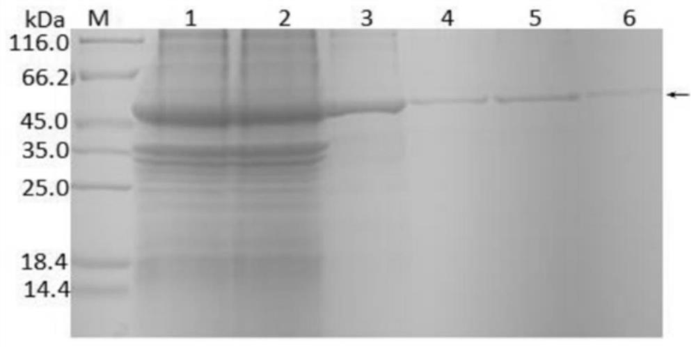 Up-conversion luminescent particle detection card for porcine cysticercosis as well as preparation method and application thereof