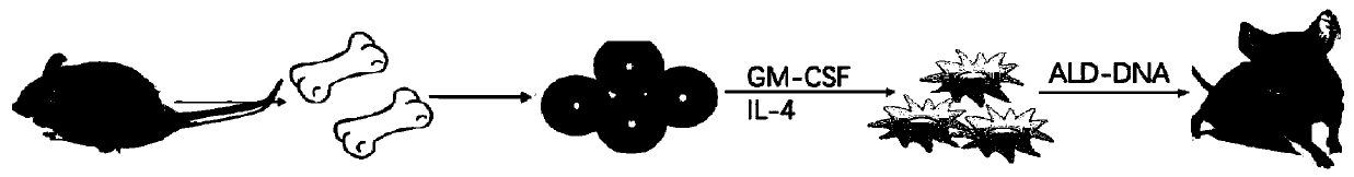 A method for constructing an animal model of systemic lupus erythematosus and its application