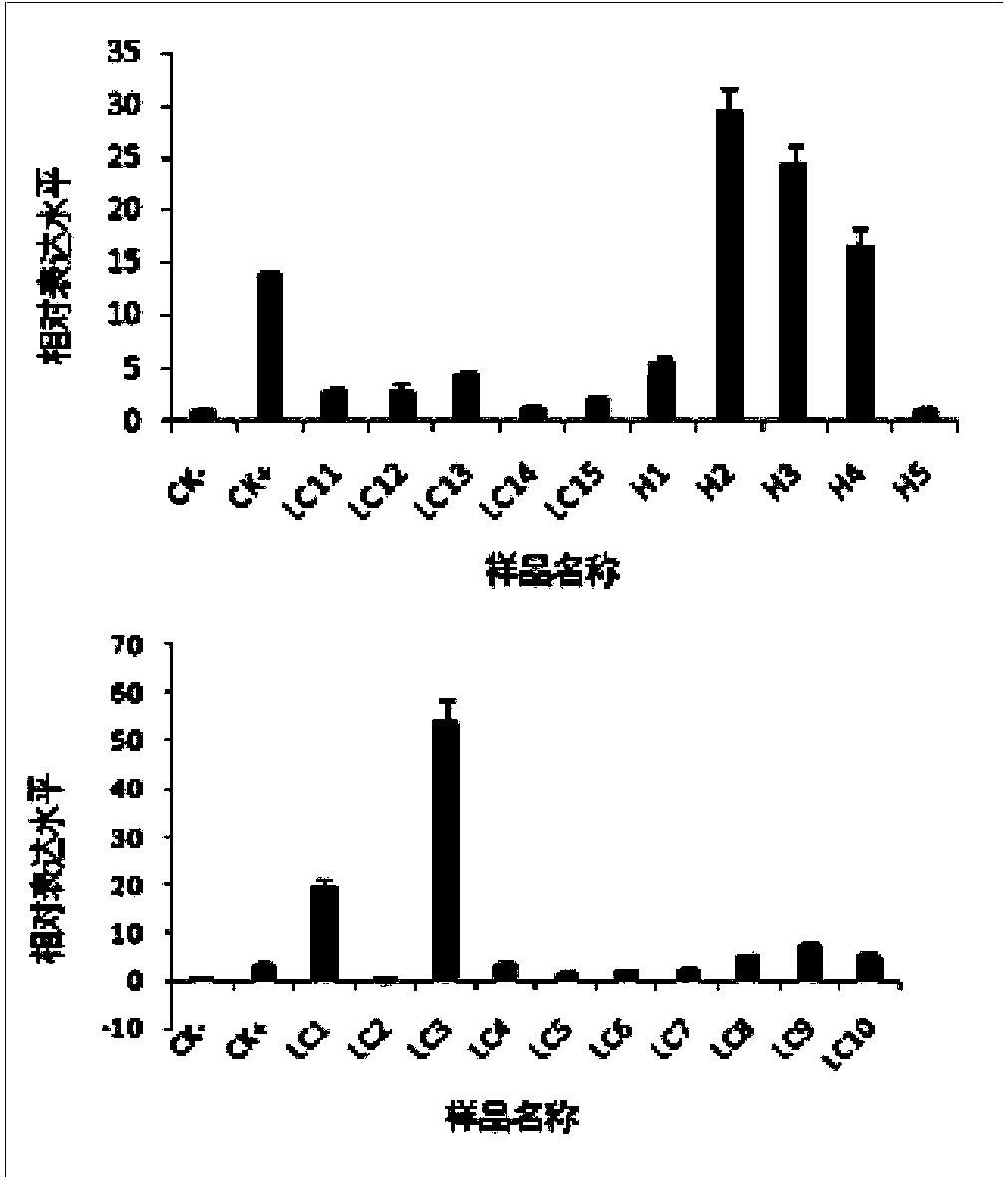 Citrus scion pretreatment technology for promoting removal of composite infection pathogens