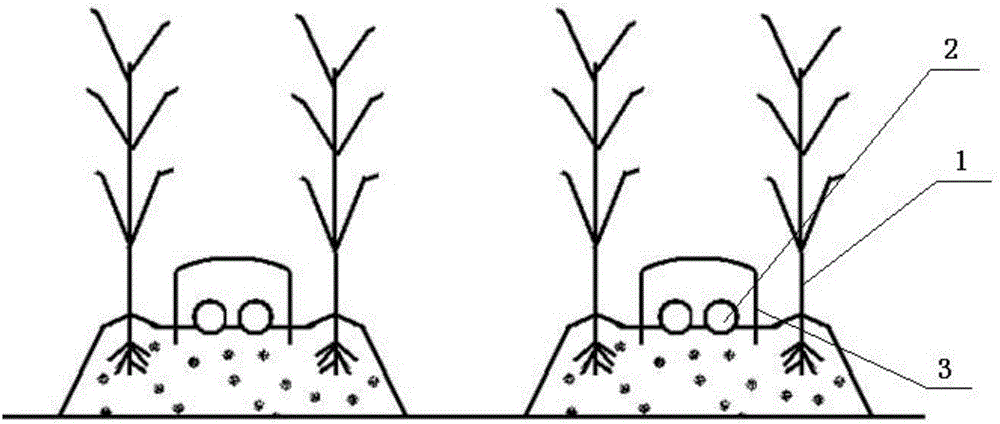 Method for interplanting high-temperature type edible mushrooms with sugarcane