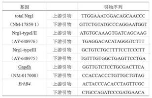 Method for promoting skin wound repair by neuregulin 1 and application of neuregulin 1