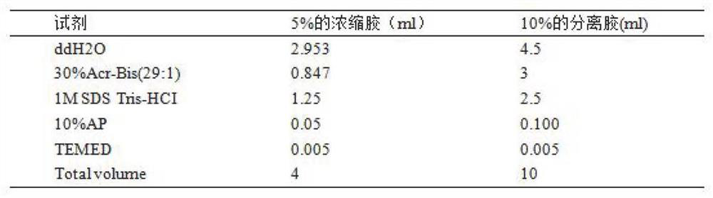 Method for promoting skin wound repair by neuregulin 1 and application of neuregulin 1