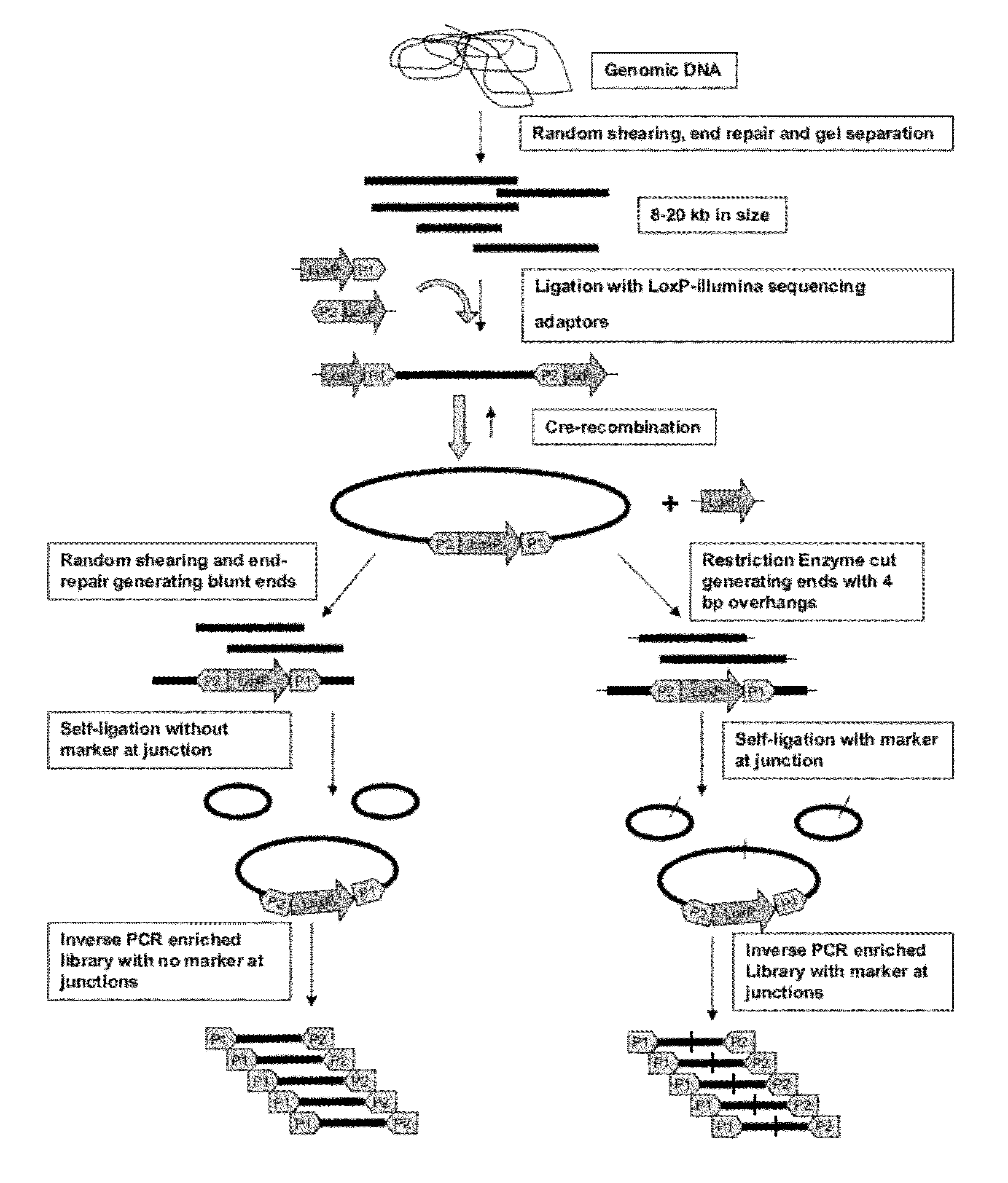 Method for Making Mate-Pair Libraries