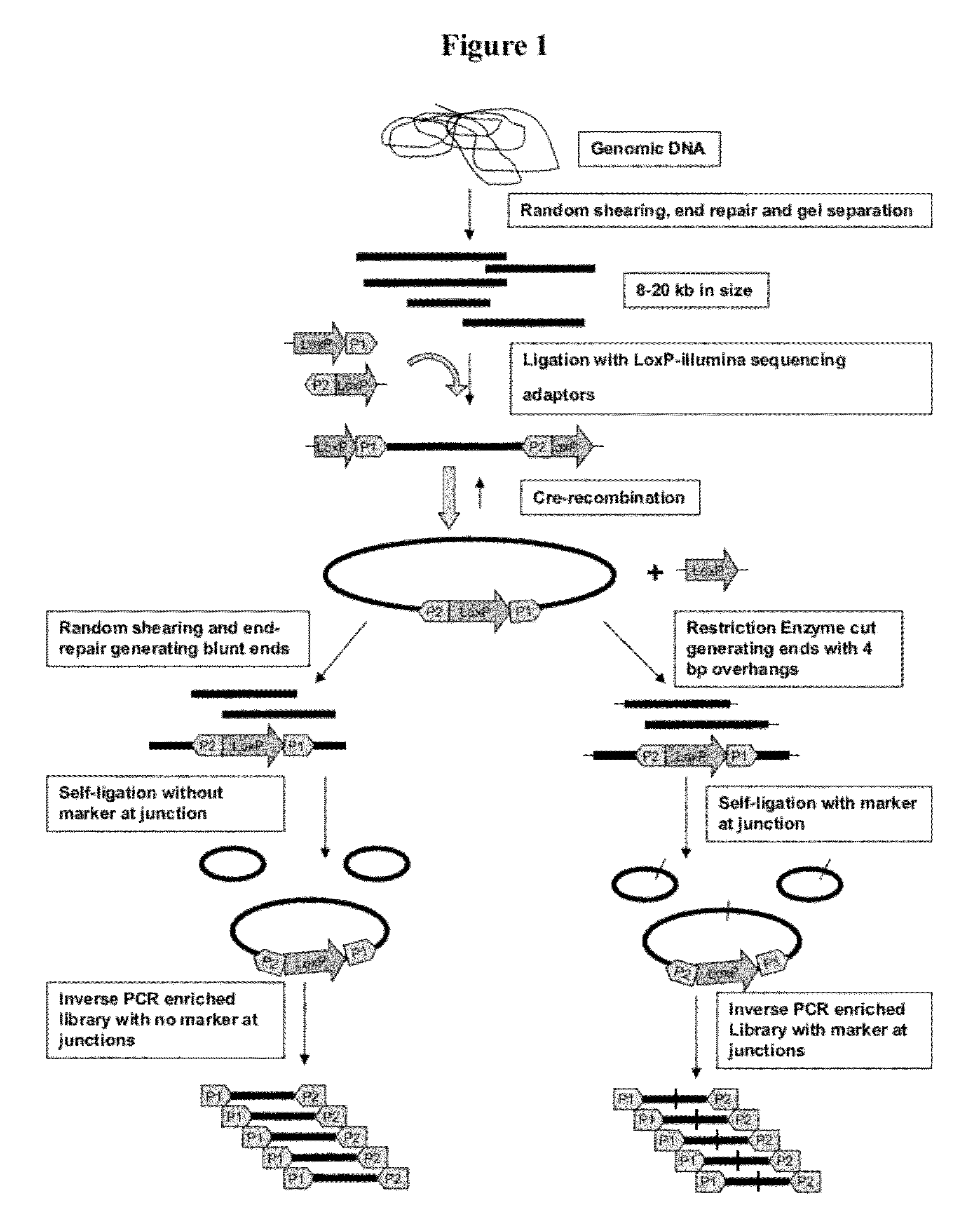 Method for Making Mate-Pair Libraries